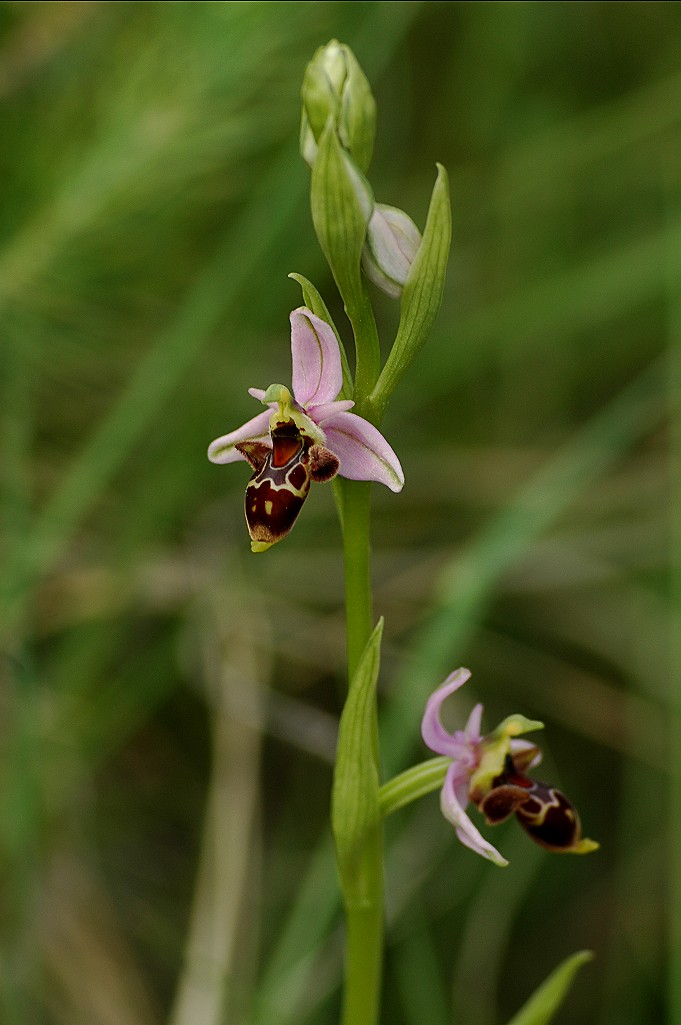Ophrys scolopax